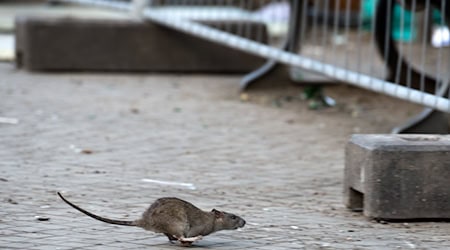 Eine Ratte läuft davon, aufgeschreckt durch die Aufräumabeiten der Stadtreinigung. / Foto: Bernd von Jutrczenka/dpa