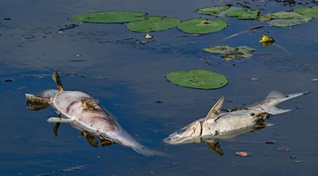 Zwei große tote Fische von etwa 50 Zentimetern Länge treiben an der Wasseroberfläche im Winterhafen einem Nebenarm des deutsch-polnischen Grenzflusses Oder. / Foto: Patrick Pleul/dpa