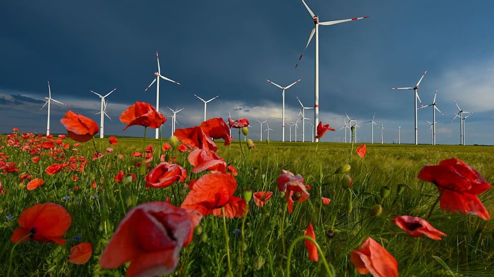 Mohnblumen blühen auf einer Wiesen vor einem Windenergiepark in Brandenburg. / Foto: Patrick Pleul/dpa/Archivbild