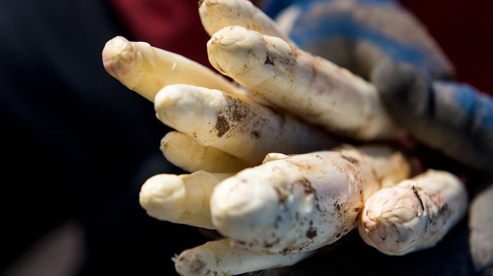 Ein Erntehelfer hält auf einem Feld frisch gestochenen Spargel. / Foto: Daniel Bockwoldt/dpa/Archivbild