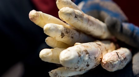 Ein Erntehelfer hält auf einem Feld frisch gestochenen Spargel. / Foto: Daniel Bockwoldt/dpa/Archivbild