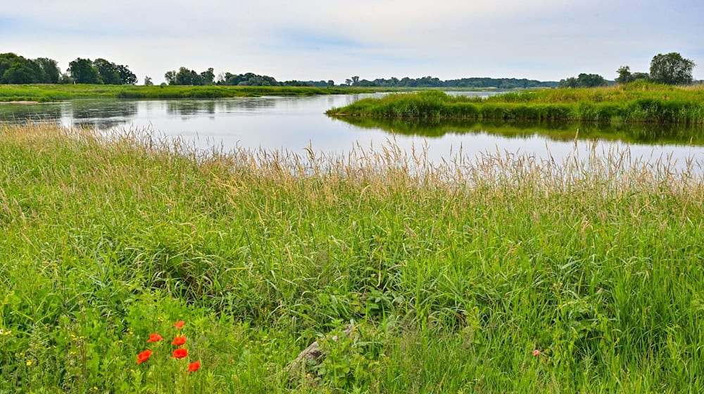 Der deutsch-polnische Grenzfluss Oder. / Foto: Patrick Pleul/dpa/Archivbild