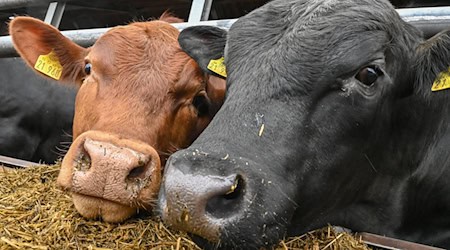 Zwei Jungbullen steht im Stall auf dem Bio-Hof Gut Kerkow in der Uckermark. / Foto: Patrick Pleul/dpa-Zentralbild/dpa