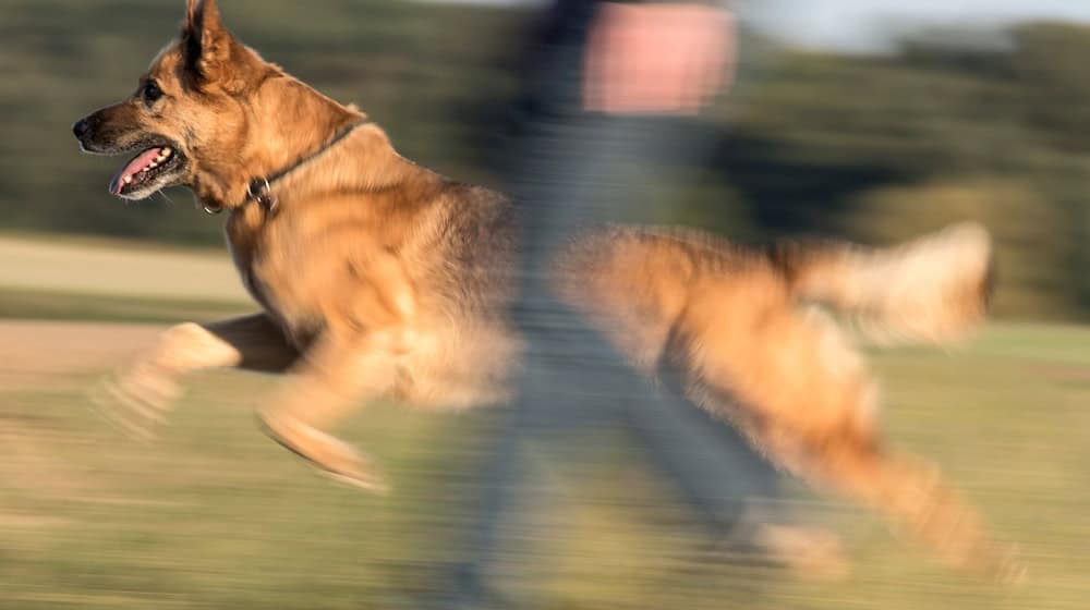 Ein Schäferhund-Mischling beim Spaziergang mit seinem Frauchen. / Foto: Boris Roessler/dpa