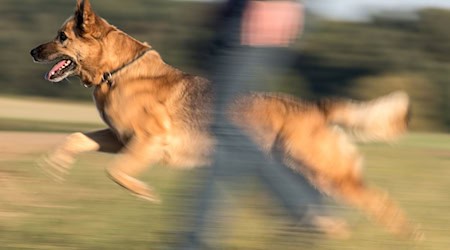 Ein Schäferhund-Mischling beim Spaziergang mit seinem Frauchen. / Foto: Boris Roessler/dpa