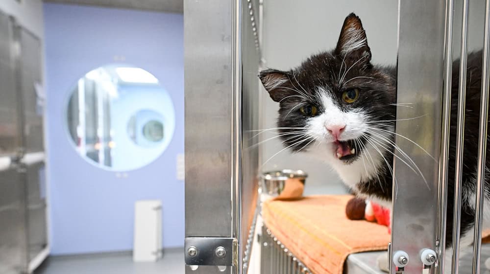 Die Katze Pombär schaut bei der feierlichen Eröffnung der neu gebauten Katzenquarantäne im Tierheim Berlin aus ihrer Box. / Foto: Jens Kalaene/dpa