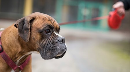 Hundehalter in Berlin werden unterschiedlich zur Kasse gebeten. / Foto: Sebastian Gollnow/dpa