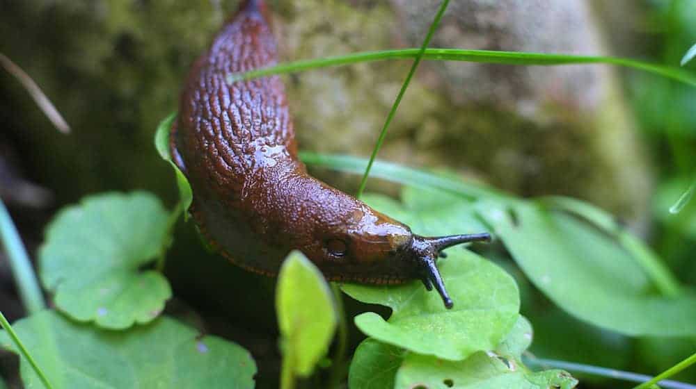 Eine Spanische Wegschnecke, auch Nacktschnecke genannt. / Foto: Karl-Josef Hildenbrand/dpa