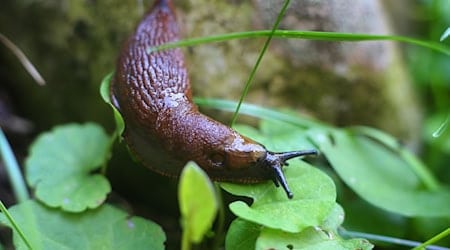 Eine Spanische Wegschnecke, auch Nacktschnecke genannt. / Foto: Karl-Josef Hildenbrand/dpa