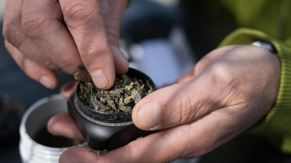 Ein Mann legt Marihuana in einen Grinder, um sich einen Joint zu bauen. / Foto: Sebastian Gollnow/dpa/Symbolbild