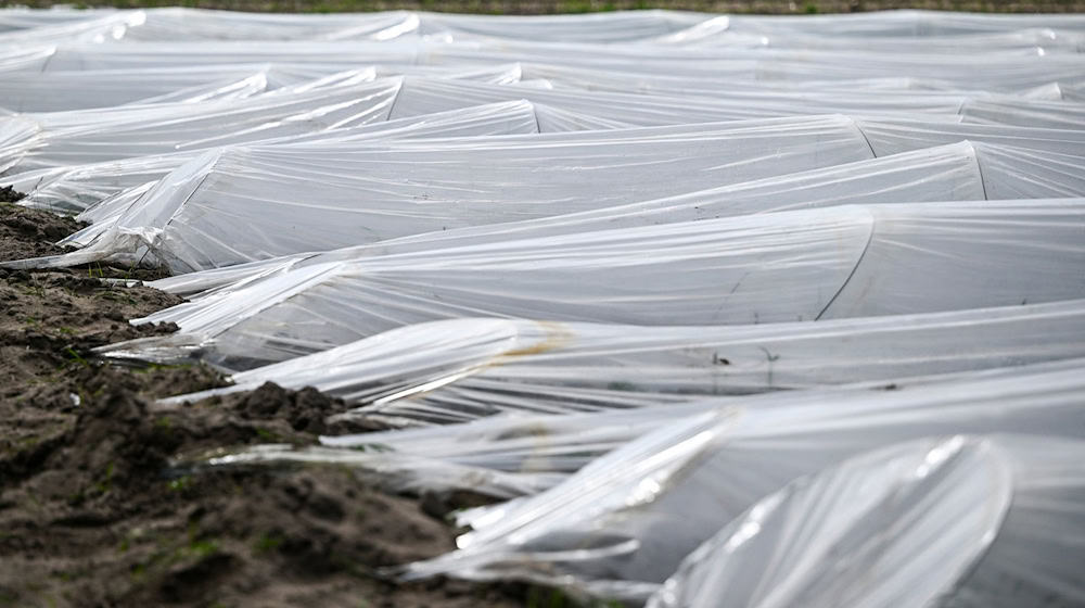 Folien auf einem Feld vom Spargelanbaubetrieb Jakobs-Höfe. / Foto: Jens Kalaene/dpa