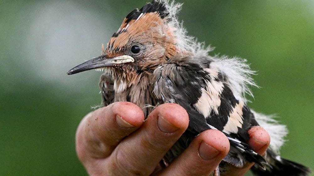 In Sielmanns Naturlandschaft Döberitzer Heide werden derzeit Wiedehopf-Jungvögel beringt und gewogen. / Foto: Jens Kalaene/dpa