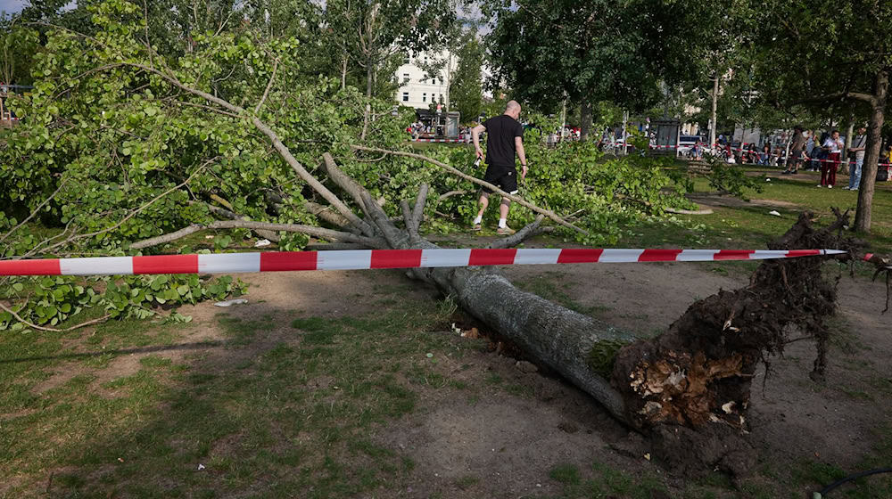 Ein umgestürzter Baum liegt im Mauerpark. / Foto: Jörg Carstensen/dpa