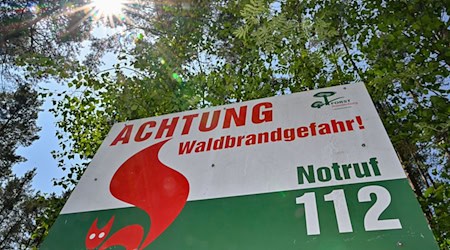 Ein Schild vom Landesbetrieb Forst Brandenburg steht im Wald. / Foto: Patrick Pleul/dpa