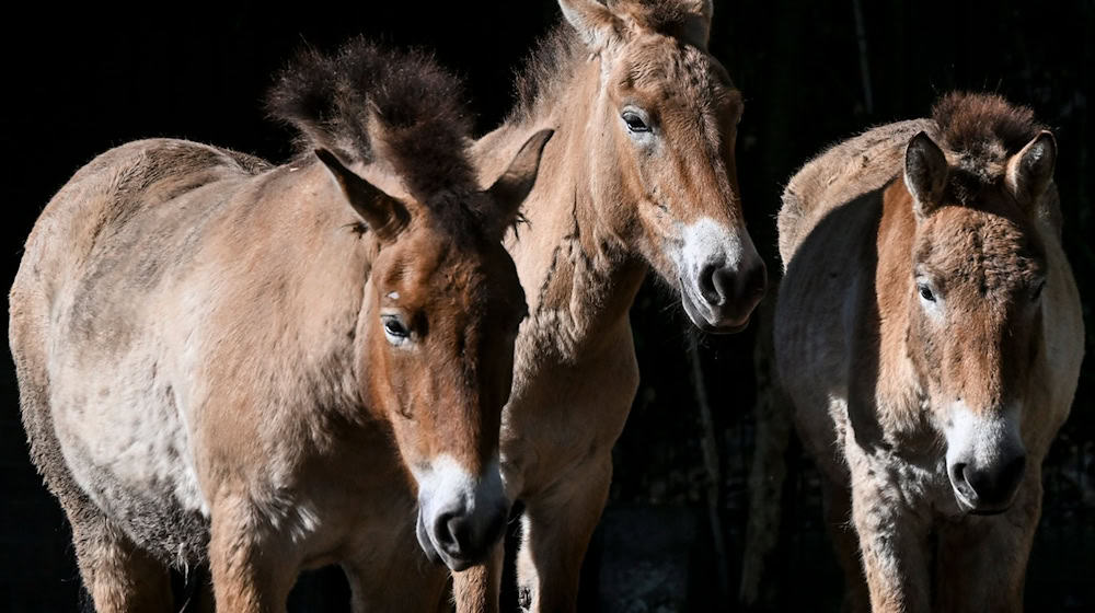 Przewalskipferde stehen im Gehege im Tierpark Berlin. / Foto: Jens Kalaene/dpa