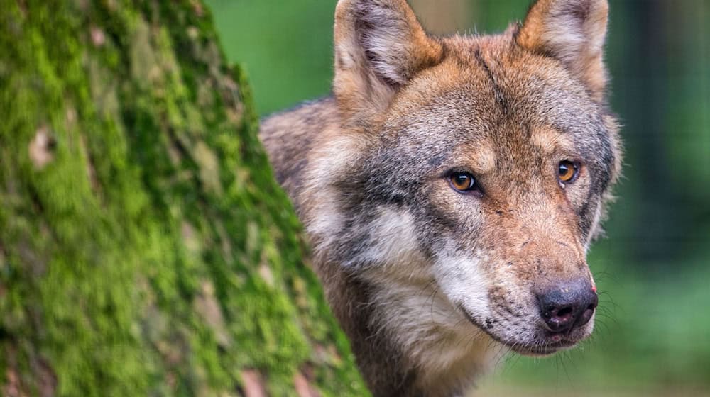 Ein Wolf schaut hinter einem Baum im Wildpark Poing hervor. / Foto: Lino Mirgeler/dpa