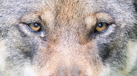 Ein Wolf steht im Gehege im Wisentgehege Springe. / Foto: Julian Stratenschulte/dpa/Symbolbild