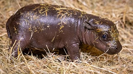 Ein Zwergflusspferd-Junges steht im Berliner Zoo. / Foto: Zoo Berlin/dpa/Archivbild