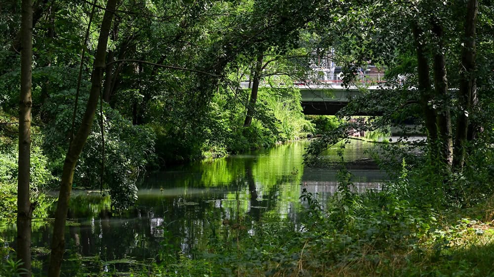 Die Tiere scheinen sich an die Verhältnisse in der Großstadt angepasst zu haben. / Foto: Jens Kalaene/dpa