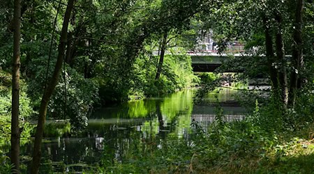 Die Tiere scheinen sich an die Verhältnisse in der Großstadt angepasst zu haben. / Foto: Jens Kalaene/dpa