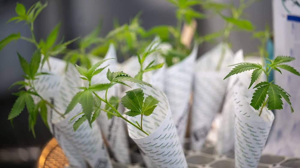 Cannabis-Vereine können Lizenzen für den legalen Grasanbau beantragen (Archivbild) / Foto: Monika Skolimowska/dpa