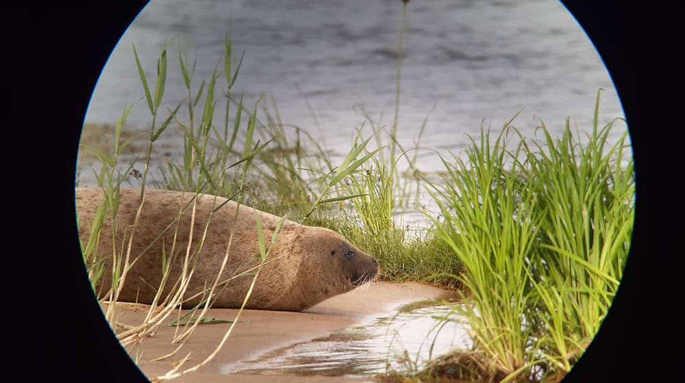 Es kommt immer vor, dass Robben als Meeressäugetiere auch in Flüssen auftauchen. (Archivbild) / Foto: Vanessa Selter/Naturwacht Brandenburg/dpa