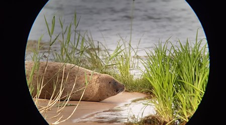 Es kommt immer vor, dass Robben als Meeressäugetiere auch in Flüssen auftauchen. (Archivbild) / Foto: Vanessa Selter/Naturwacht Brandenburg/dpa