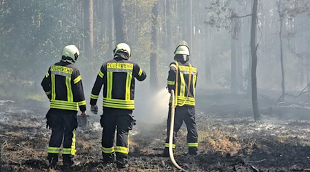 In Brandenburg gab es 2023 im bundesweiten Vergleich die meisten Waldbrände (Archivbild) / Foto: Cevin Dettlaff/dpa