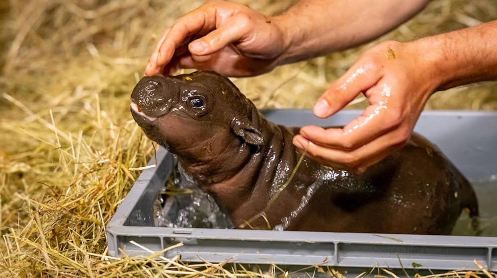 Hoffnung für den Mini-Hippo (Archiv-Bild) / Foto: Zoo Berlin/dpa