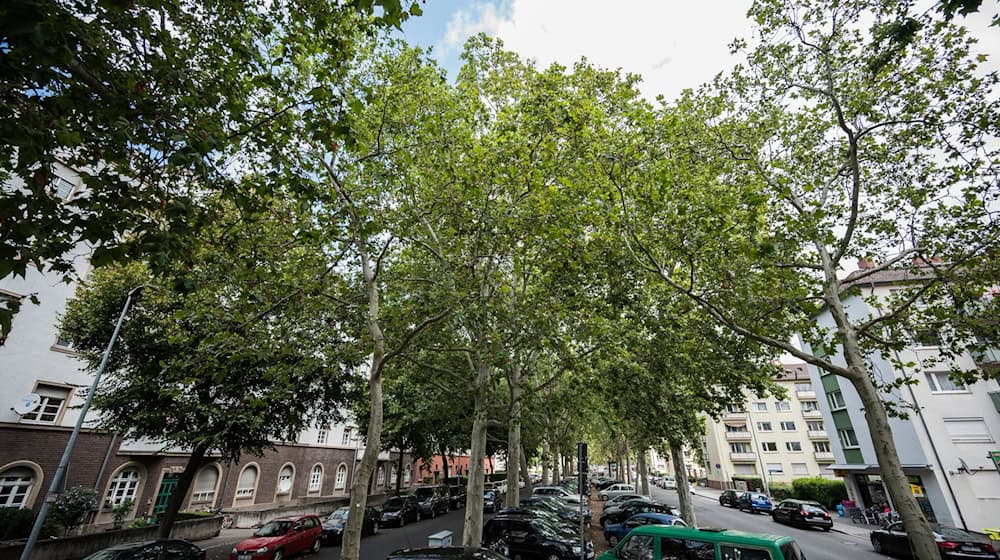 Besonders alte Bäume können laut Umwelthilfe für Abkühlung in den Städten sorgen. (Archivbild) / Foto: Andreas Arnold/dpa