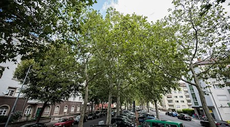 Besonders alte Bäume können laut Umwelthilfe für Abkühlung in den Städten sorgen. (Archivbild) / Foto: Andreas Arnold/dpa