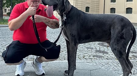 Dogge Ramses und Besitzer Patrick Hein: Schafft es der Hund als größter lebender Hund ins Guinness-Buch der Rekorde? / Foto: Tobias Grahn/TNN/dpa