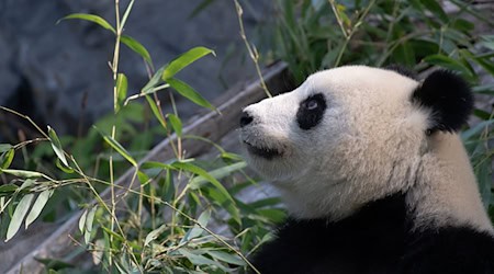 Bei Panda-Dame Meng Meng wurde eine verstärkte Aktivität der Gebärmutter festgestellt. (Archivbild) / Foto: Paul Zinken/dpa-Zentralbild/dpa