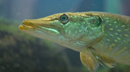 Die Wetterlage schafft in diesem Jahr bessere Rahmenbedingungen für Fische als zuletzt. / Foto: Patrick Pleul/dpa