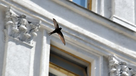 In heißen Sommerperioden stürzen sich Mauersegler aus Not aus dem Nest (Symbolbild) / Foto: -/Ukrinform/dpa