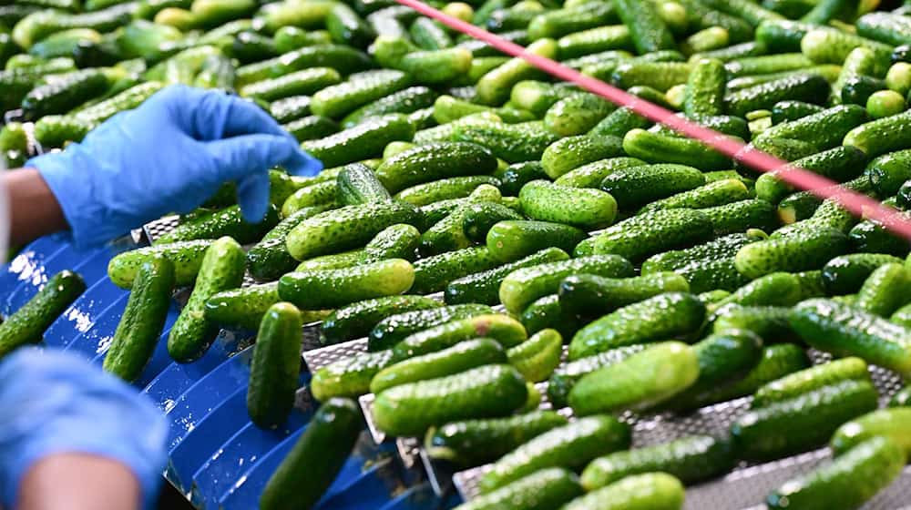 In der Hengstenberg-Produktion werden Einlegegurken verarbeitet. / Foto: Bernd Weißbrod/dpa