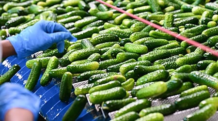 In der Hengstenberg-Produktion werden Einlegegurken verarbeitet. / Foto: Bernd Weißbrod/dpa