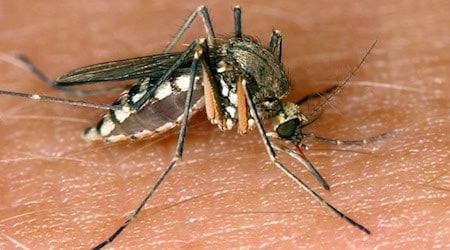  Hauptsächlich wird das Virus von Stechmücken zwischen wildlebenden Vögeln übertragen. Mücken können aber auch Menschen damit infizieren. (Symbolbild). / Foto: Andreas Lander/dpa-Zentralbild/dpa