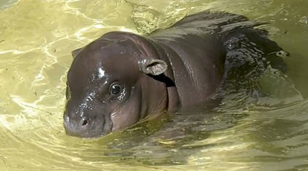 Es übt noch ein bisschen. (Archivbild) / Foto: Zoo Berlin/dpa