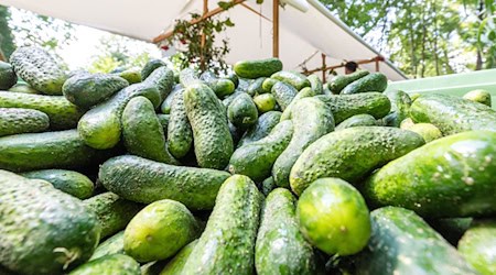 Der Spreewald widmet seinen Gurken ein Fest. Aber es gab auch andere regionale Produkte zur Verköstigung beim Gurkentag am 3. August. / Foto: Frank Hammerschmidt/dpa