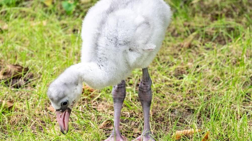 Der Zoo freut sich über Namensvorschläge für die Jungtiere. (Handoutbild) / Foto: --/Zoo Eberswalde/dpa