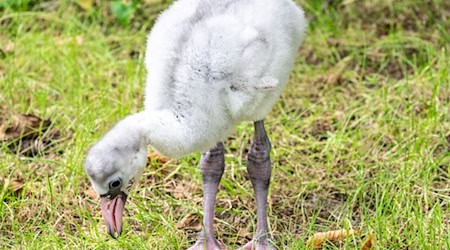 Der Zoo freut sich über Namensvorschläge für die Jungtiere. (Handoutbild) / Foto: --/Zoo Eberswalde/dpa