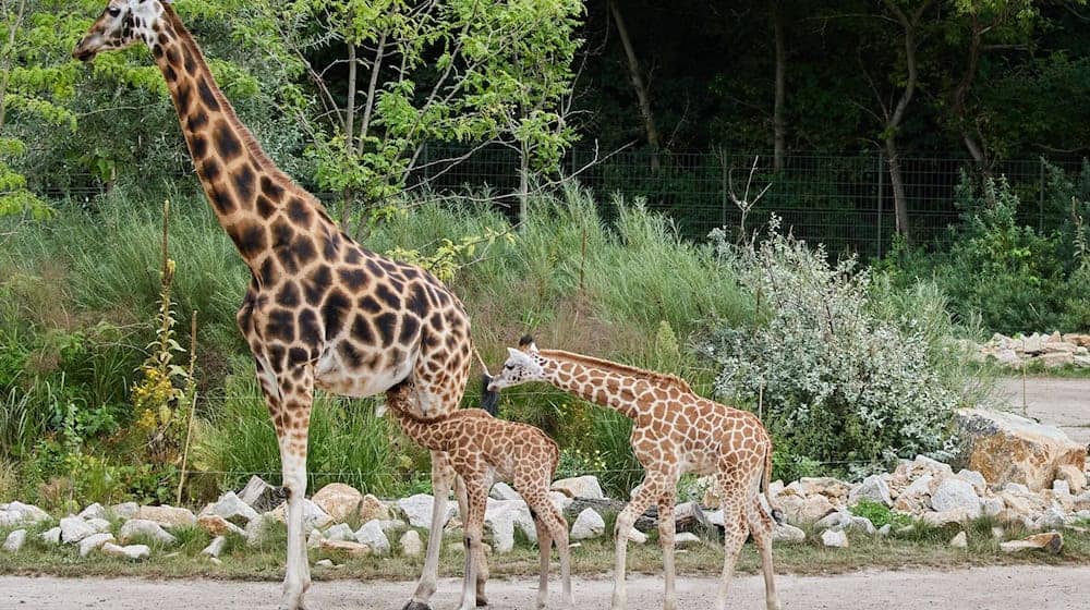 Rothschild-Giraffen sind in ihrer Heimat in Kenya und Uganda bedroht. / Foto: Joerg Carstensen/dpa