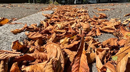 In Berlin hat die Miniermotte großflächig Kastanien befallen. / Foto: Valentin Gensch/dpa