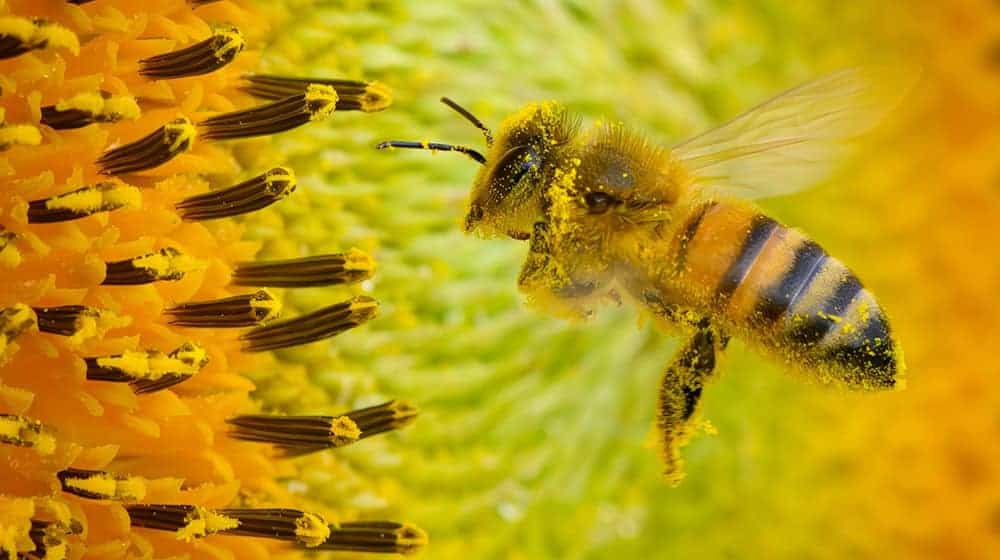 Die Bienenpopulation hat sich in Brandenburg etwas erholt. / Foto: Patrick Pleul/dpa