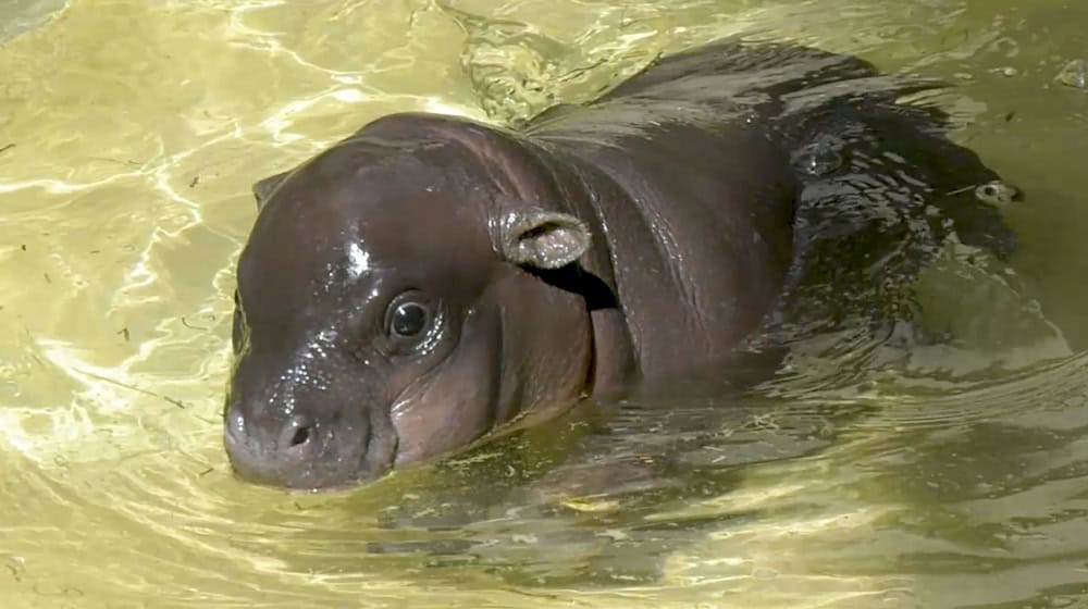 Es war verletzt, nun darf das Zwergflusspferd im Berliner Zoo wieder ins Wasser. / Foto: Zoo Berlin/dpa