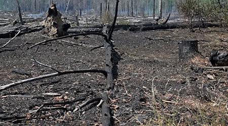 Im vergangenen Jahr brannten bei Jüterbog etliche Hektar Wald ab. (Archivbild) / Foto: Michael Bahlo/dpa