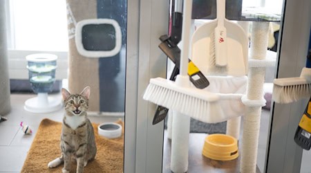 Überforderung, Zeitmangel und hohe Tierarztkosten: Wenn Halter ihre Tiere in Heimen geben, hat das laut dem Deutschen Tierschutzbund verschiedene Gründe. / Foto: Sebastian Christoph Gollnow/dpa