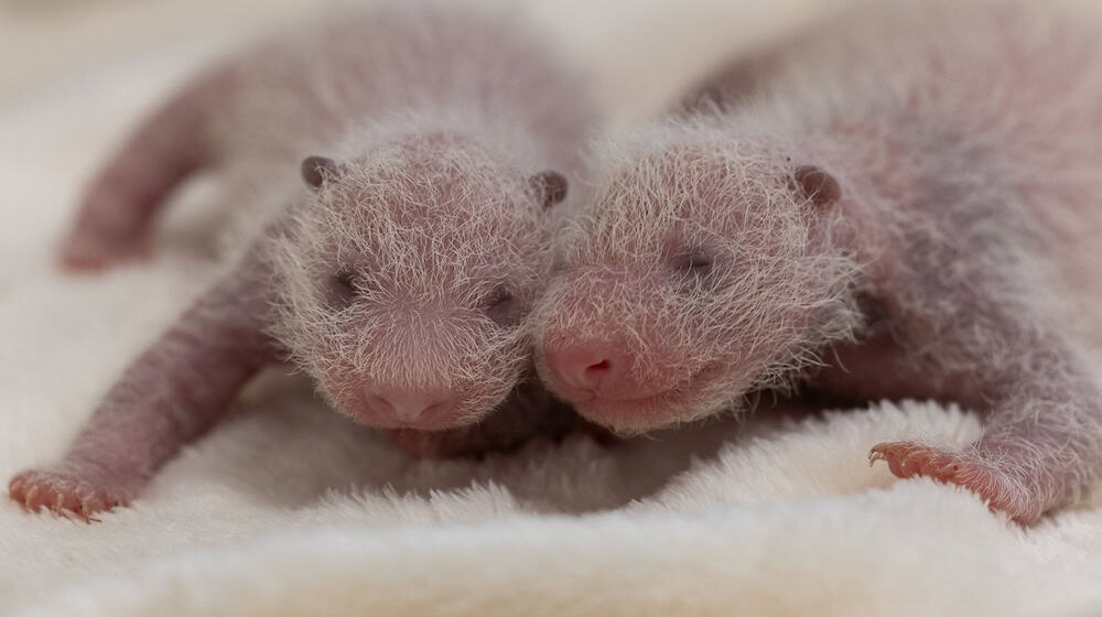 Die Panda-Zwillinge im Berliner Zoo sind Weibchen. / Foto: -/Zoo Berlin/dpa