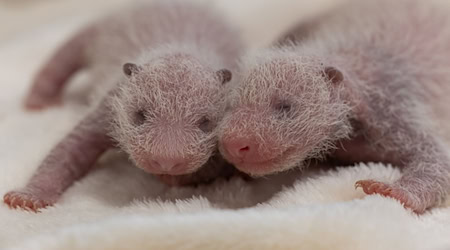 Die Panda-Zwillinge im Berliner Zoo sind Weibchen. / Foto: -/Zoo Berlin/dpa